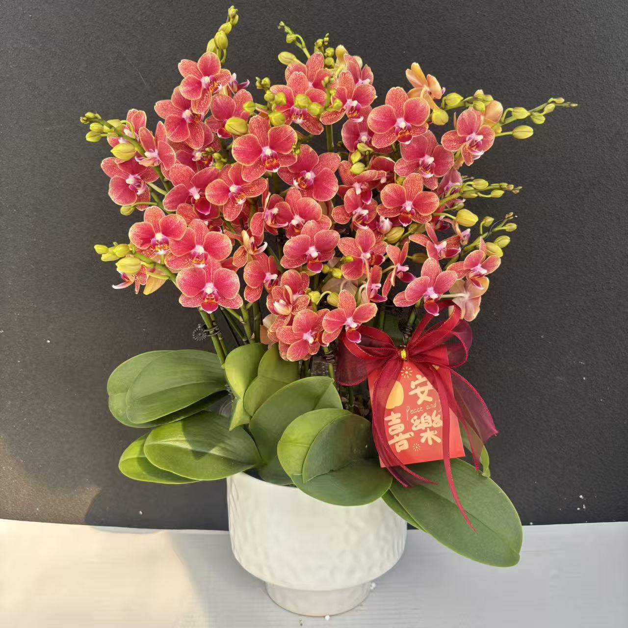 （金蝶）聚宝盆蝴蝶兰花卉鲜花高级盆栽观花花卉