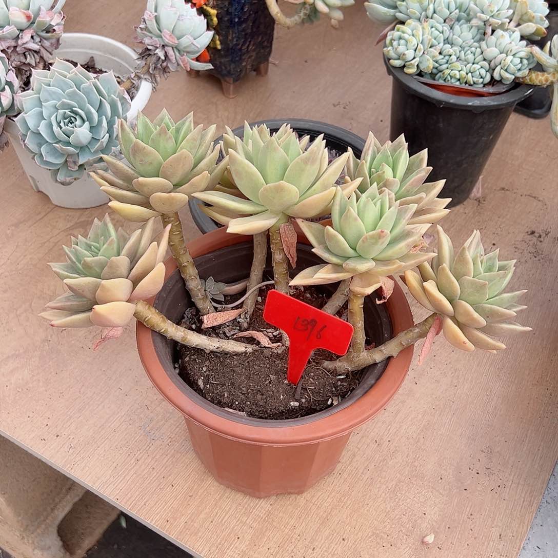 用****71396黄金表丽娜多肉植物