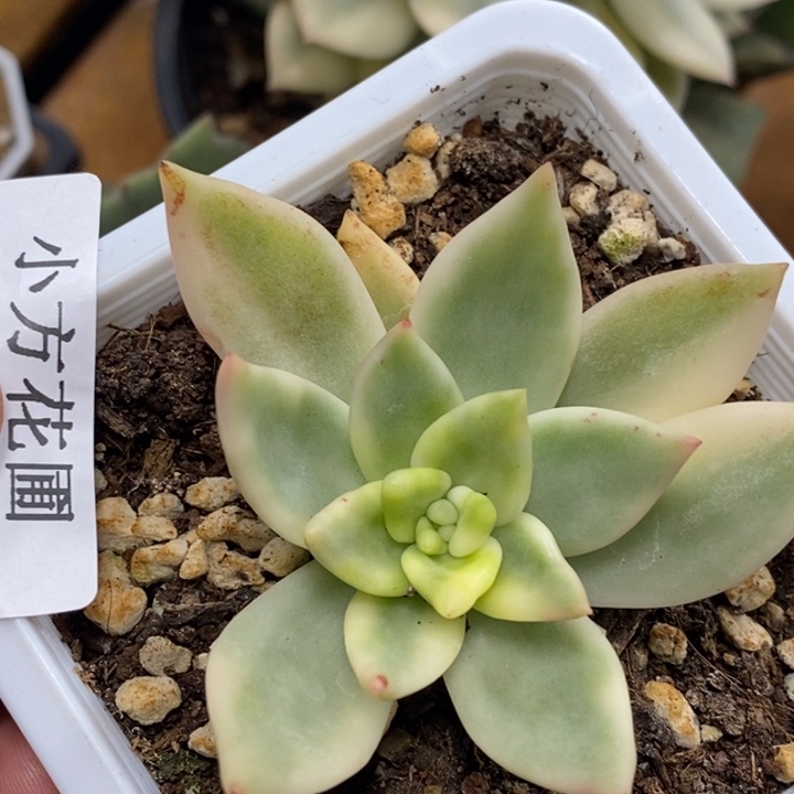 471祝之松锦单头带根