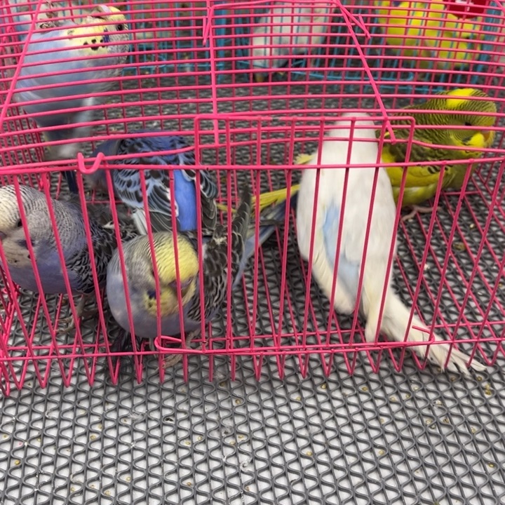 *****虎皮鹦鹉虎皮大头鹦鹉