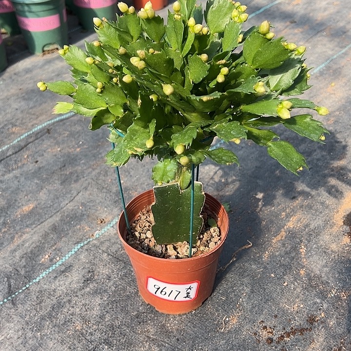 2321橙色阴影尾号9617