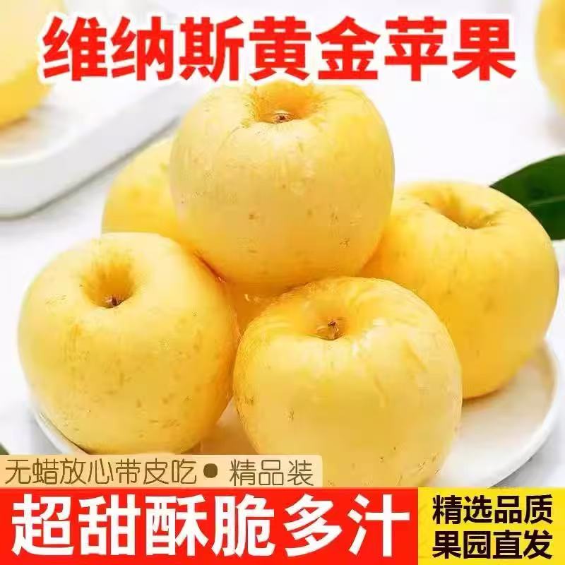 正宗烟台黄金维纳斯苹果真维纳斯威海维纳斯新鲜现摘香脆甜维纳斯
