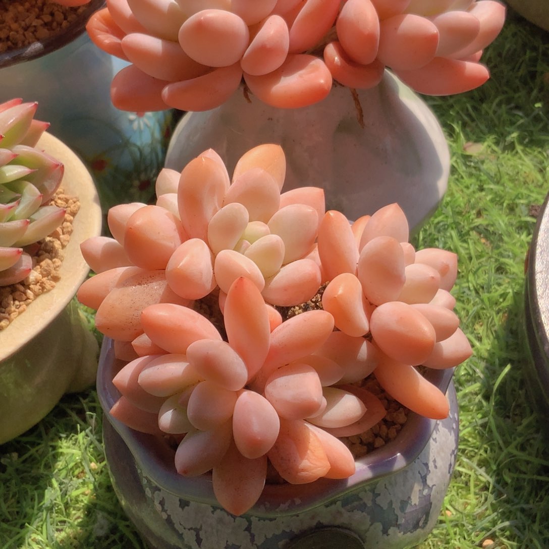 风****?韩版香群水2颗