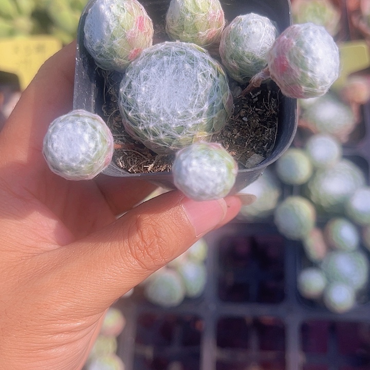 蜘蛛卷精品多肉植物大战