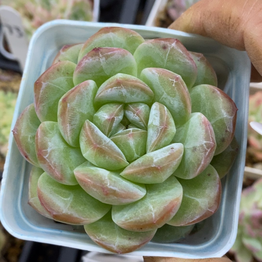 精品多肉一物一拍不包整153