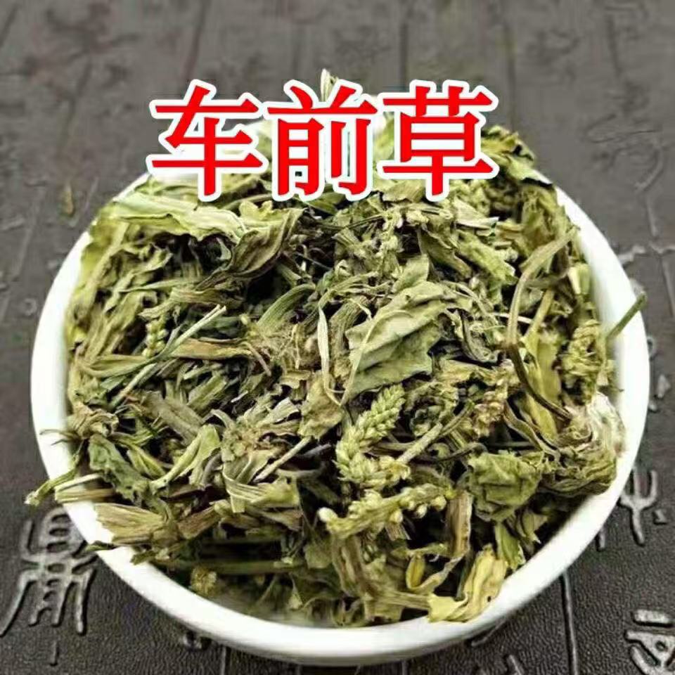 甘肃野生车前草干货精选车前草新鲜农家自晒新货可泡茶下火
