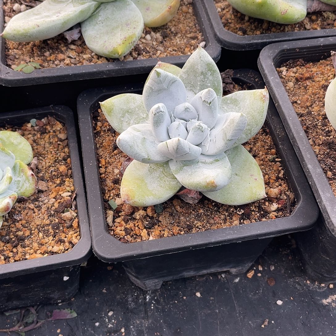 晨溪园艺仙女杯呀