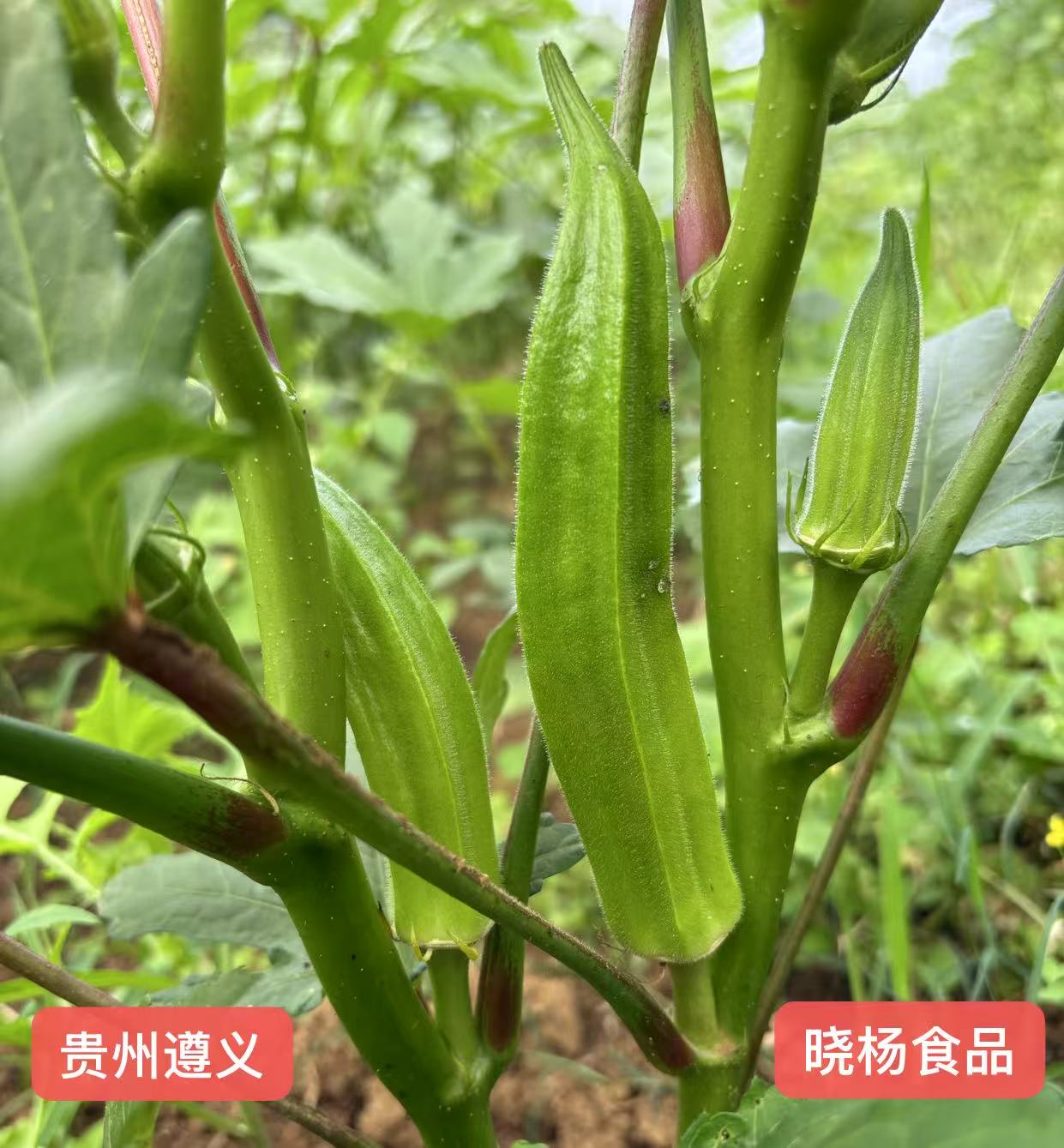 贵州遵义农家种植【秋葵】露天农家肥种植新鲜现采现发坏了包赔