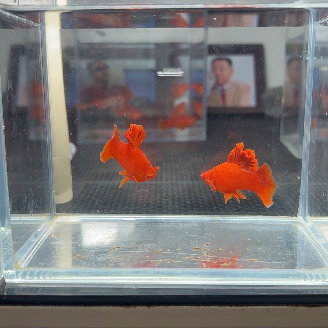 于***林海水鱼半月尾红箭鱼2公