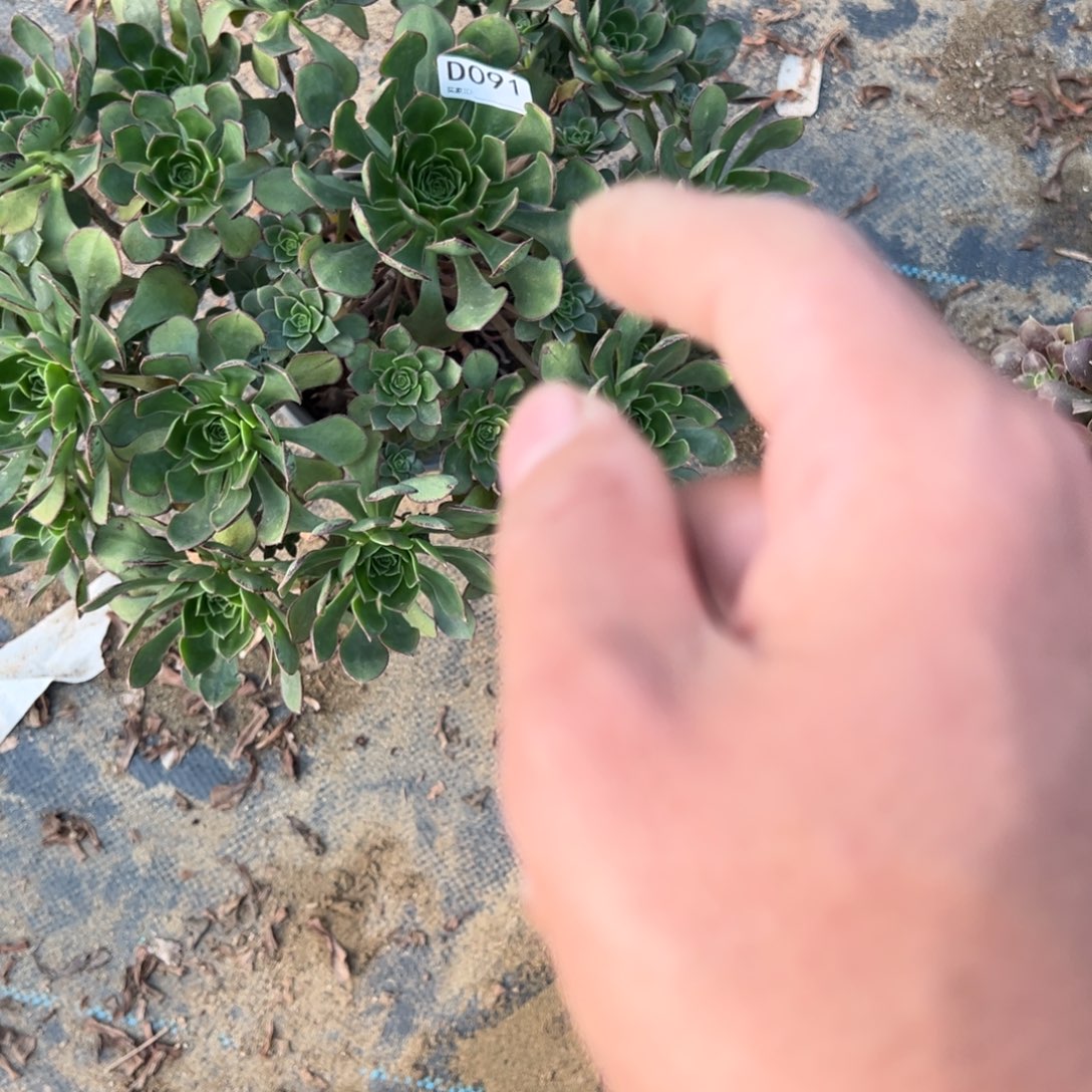 知***夏091青衣多肉植物法师