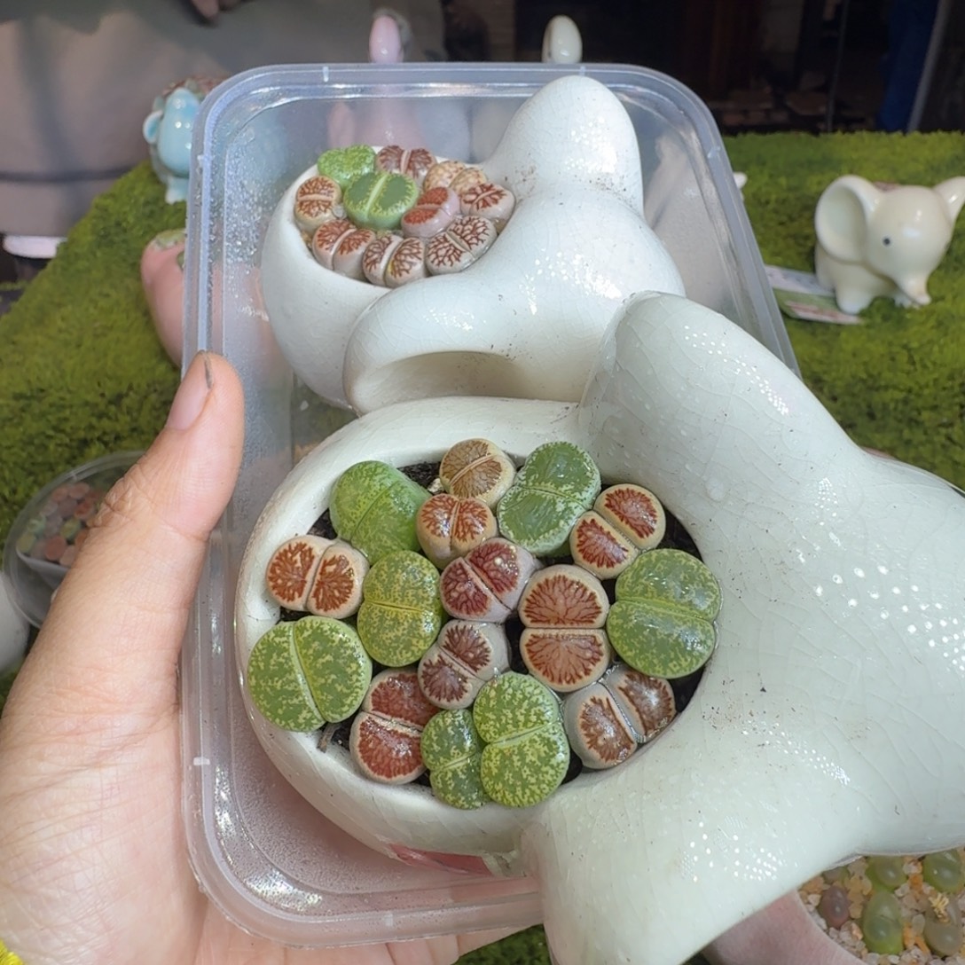 一****多肉植物福利冲1298