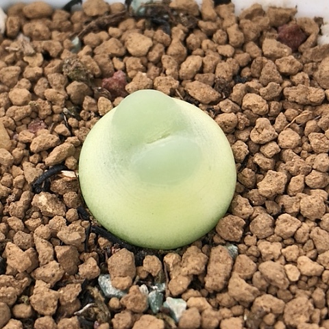 多肉肉锥 2Cm 日系拉登