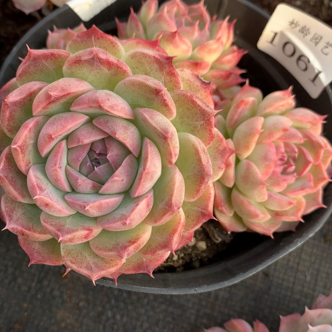 1061新年快乐发发发