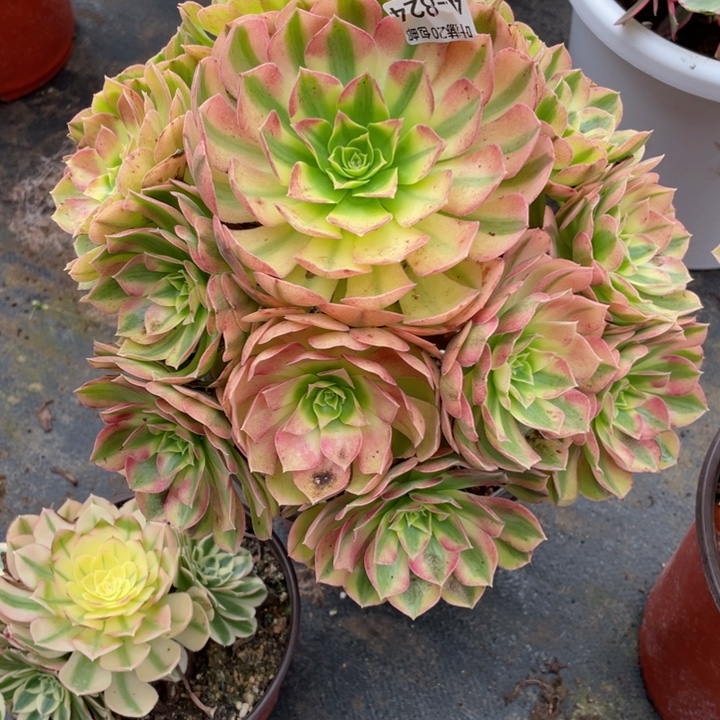 阿***黎824雨荷多肉12344578多肉