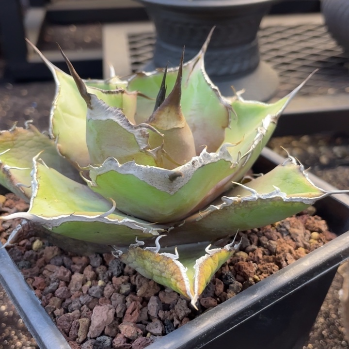 【闪购商品】黑豹。  