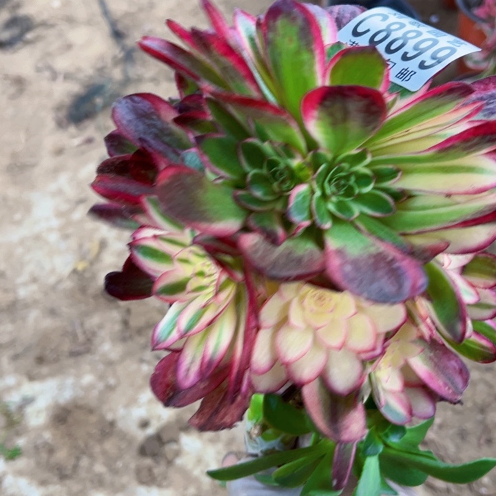 无根多肉植物法师8899黑膜锦