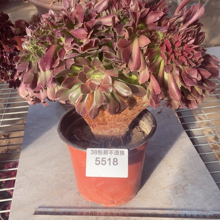 5418，多肉法的紫羊绒缀不包邮