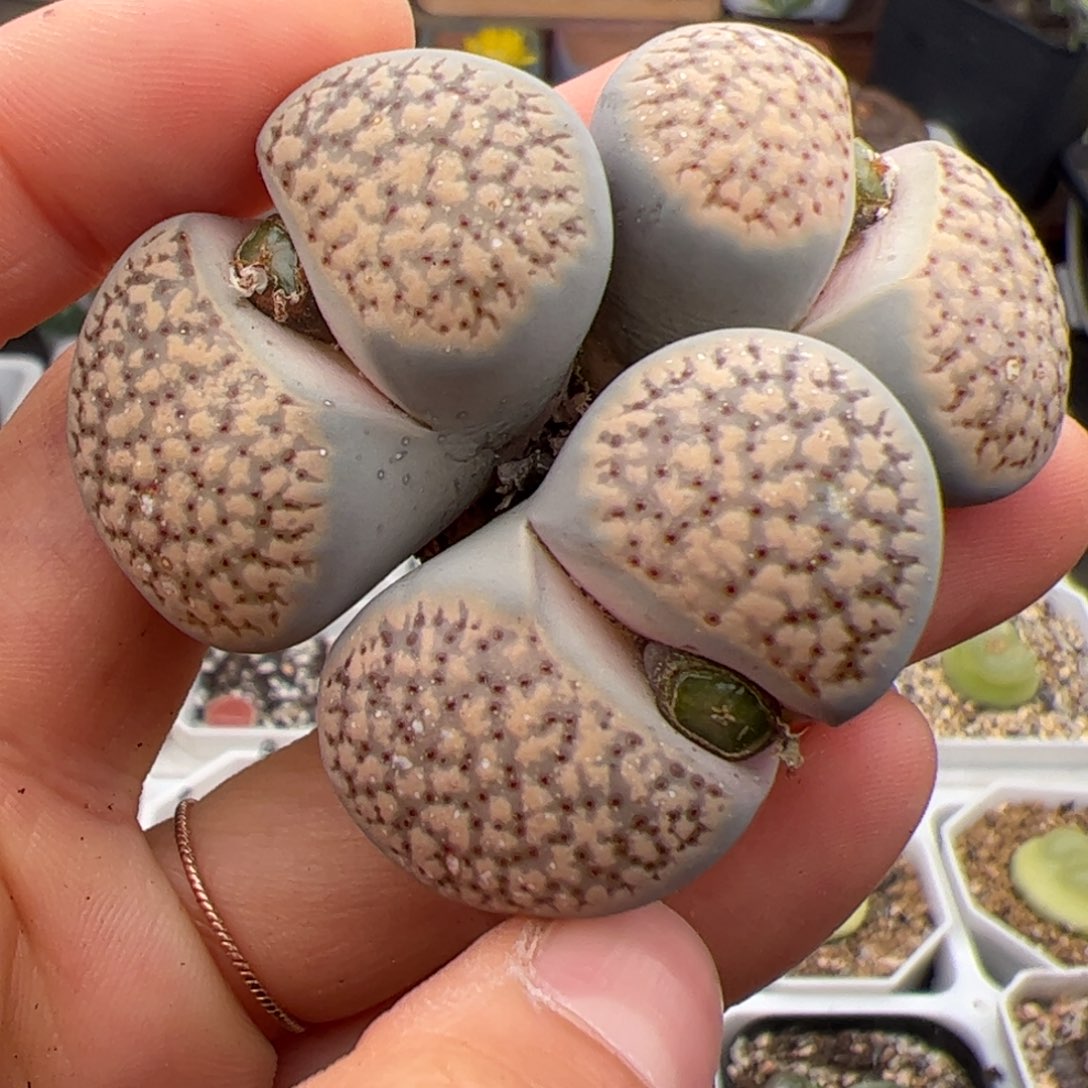 朝贡多肉植物多肉植物