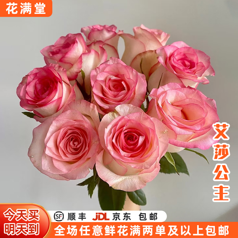 特价【次日达·未醒的朝颜】艾莎玫瑰10枝·全场两单鲜花顺丰包邮·基地直发·鲜切花批发·生活鲜花DIY·艾莎次日达