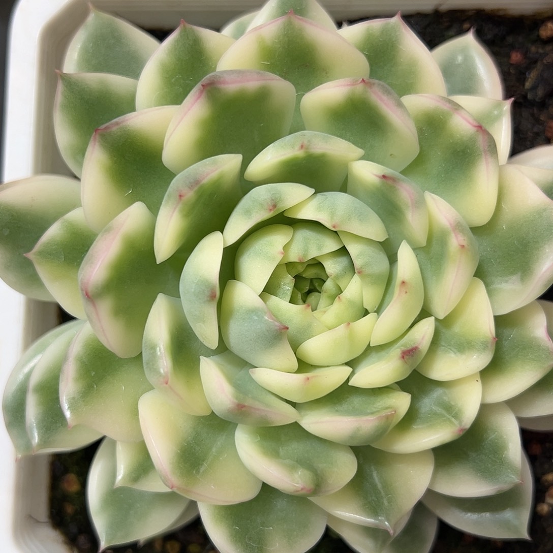 长岛冰茶锦多肉植物