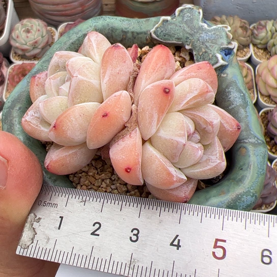 666 多肉植物组合盆栽