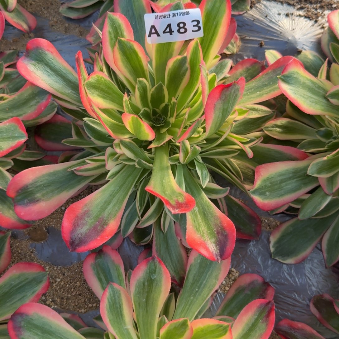 红****483妖月加海琴的魅影。多肉植物