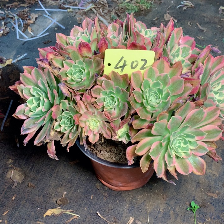 402白凤多肉111111