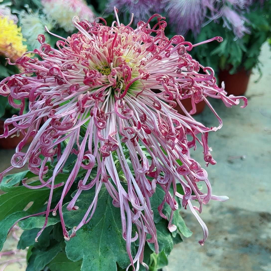 完全开放独本淡妆垂露母本不受售