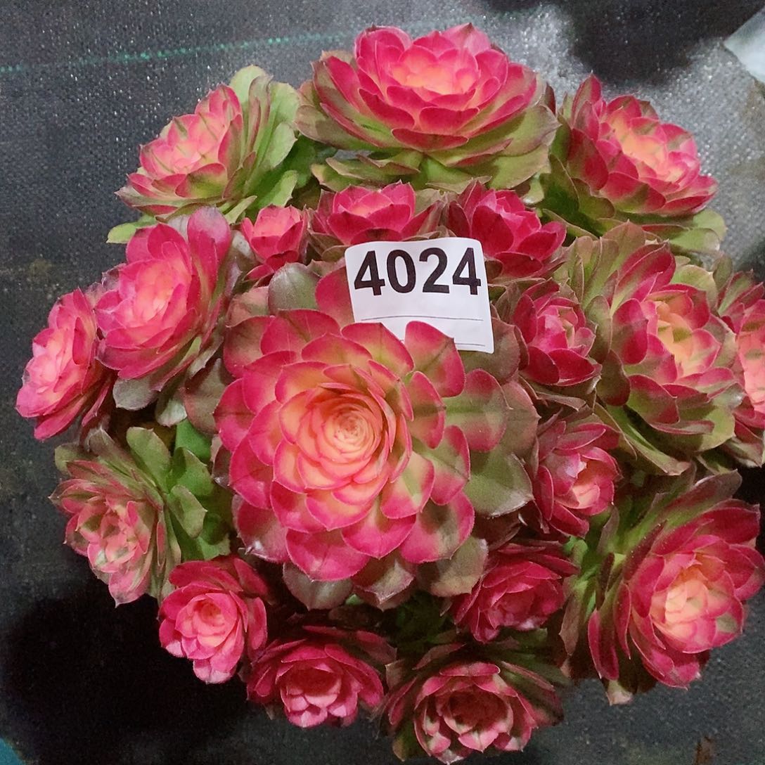 红陶4024荔枝冠25左右