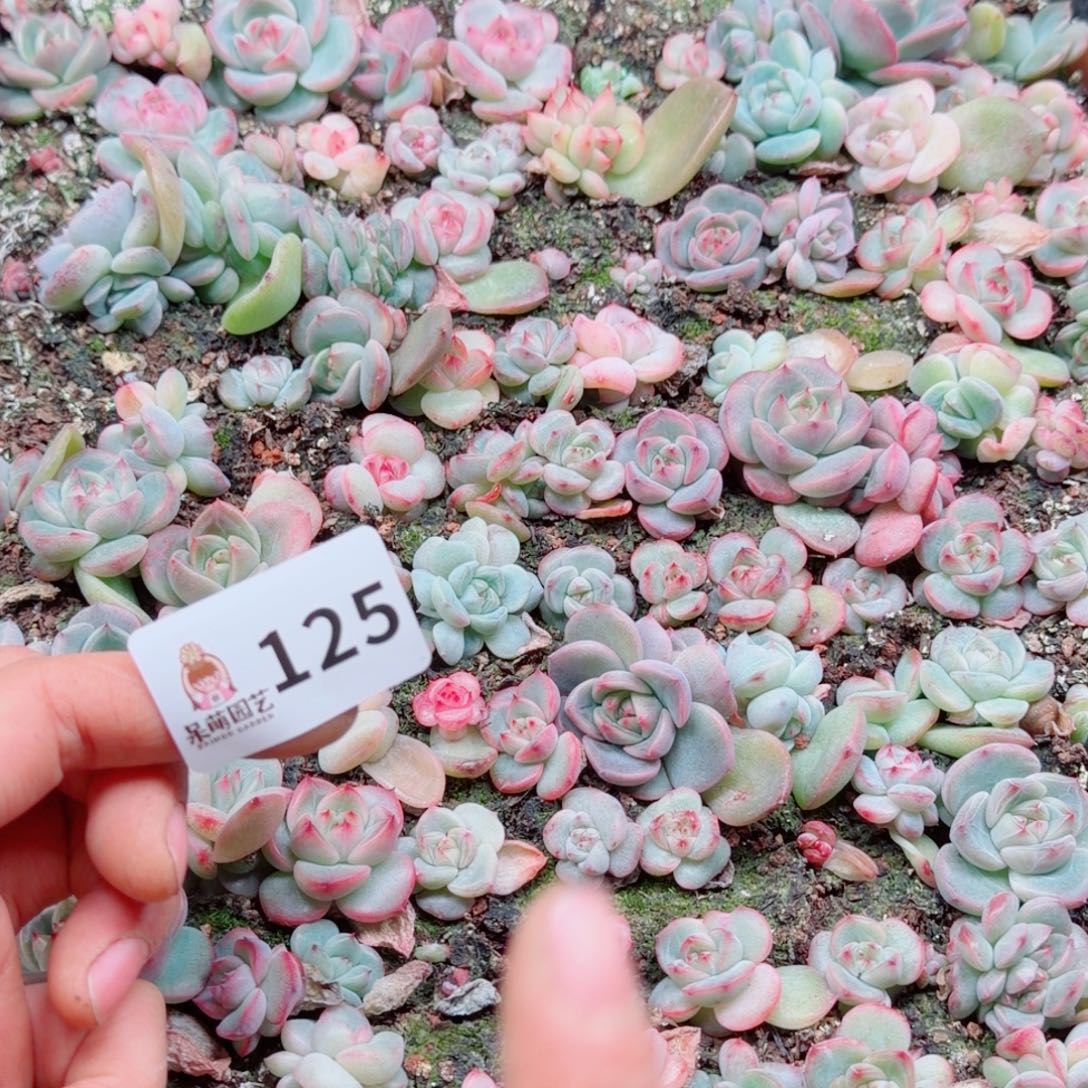 暖****多肉植物多肉植物