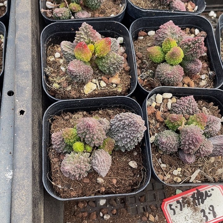 珠子玉带盆土发货