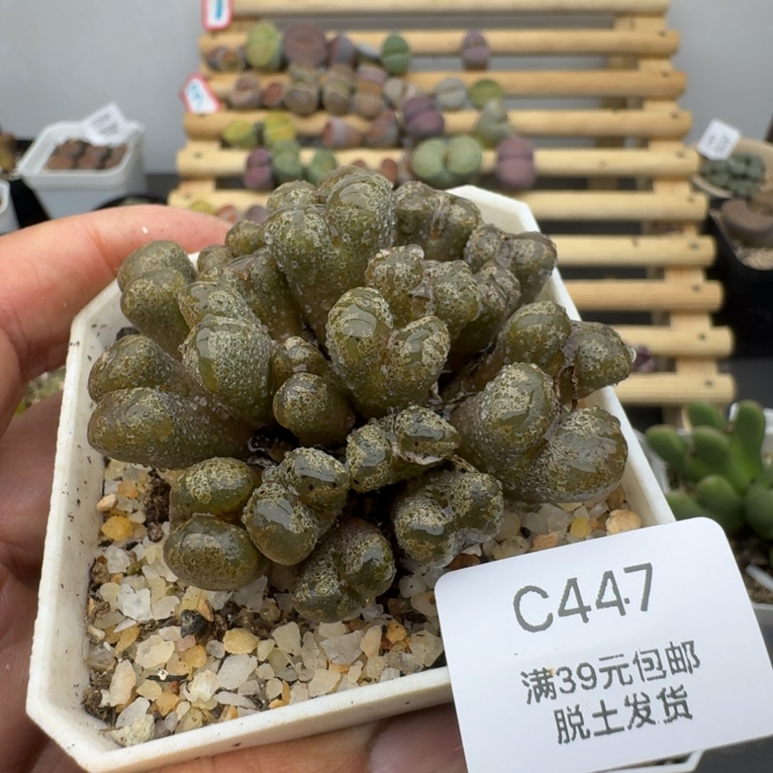 447哈哈哈哈哈哈哈哈哈