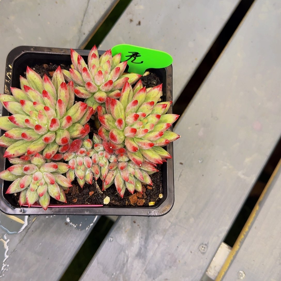 无***.无流沙体白虞美人发货