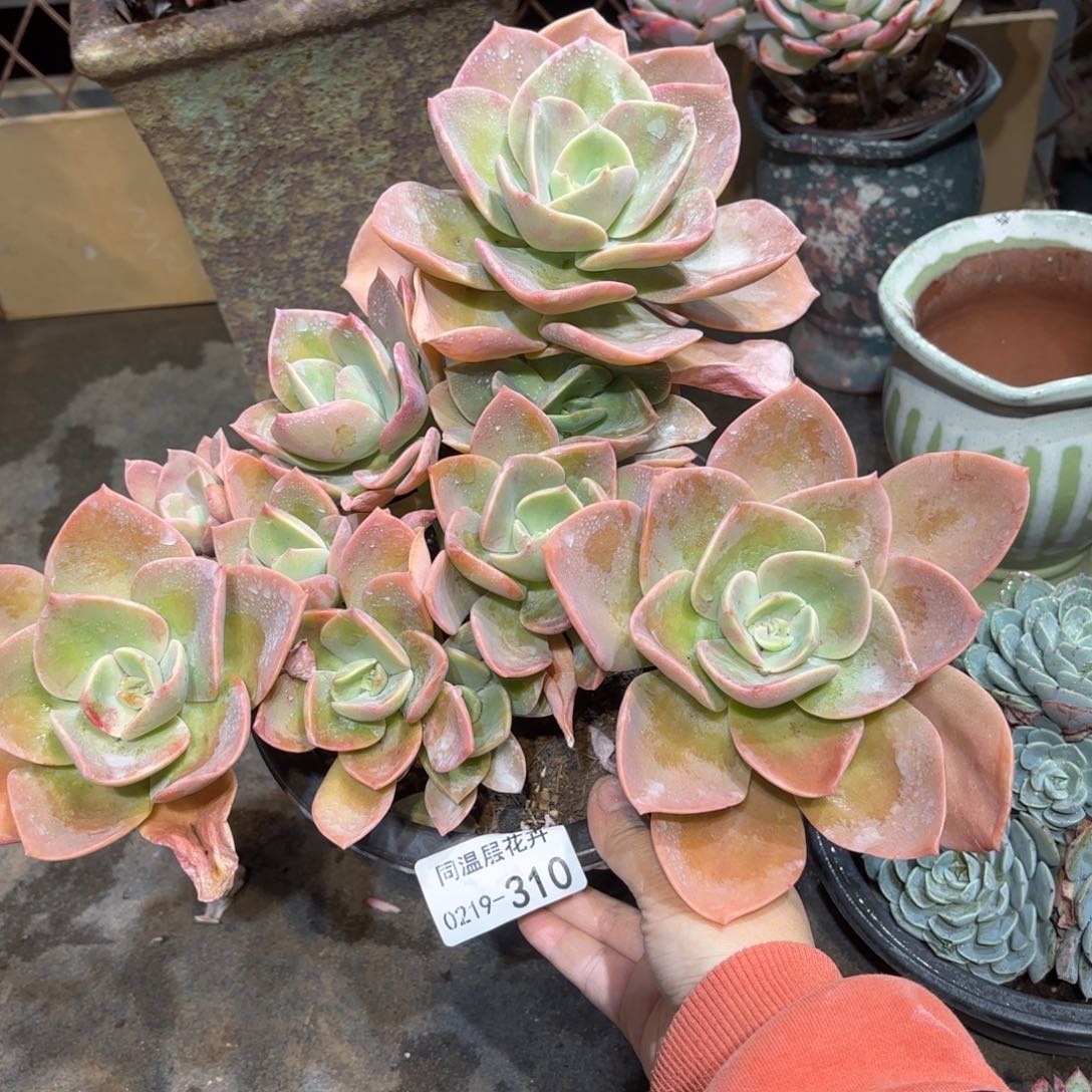 同温层多肉赫氏310