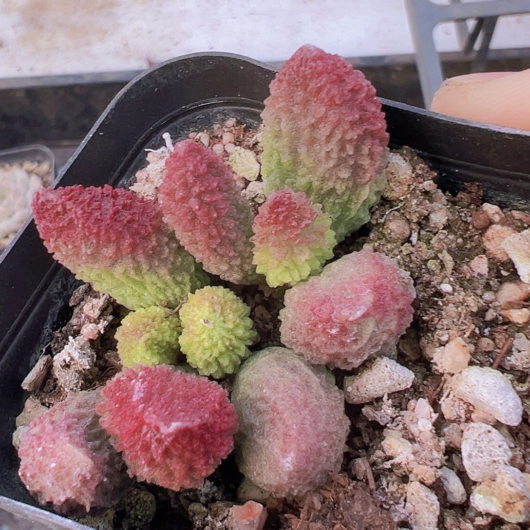 朱子玉19包邮多肉植物