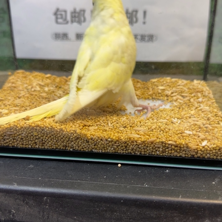 虎皮鹦鹉大头虎皮鹦鹉