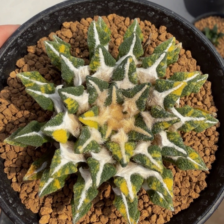 大体型级上斑颗粒黑锦