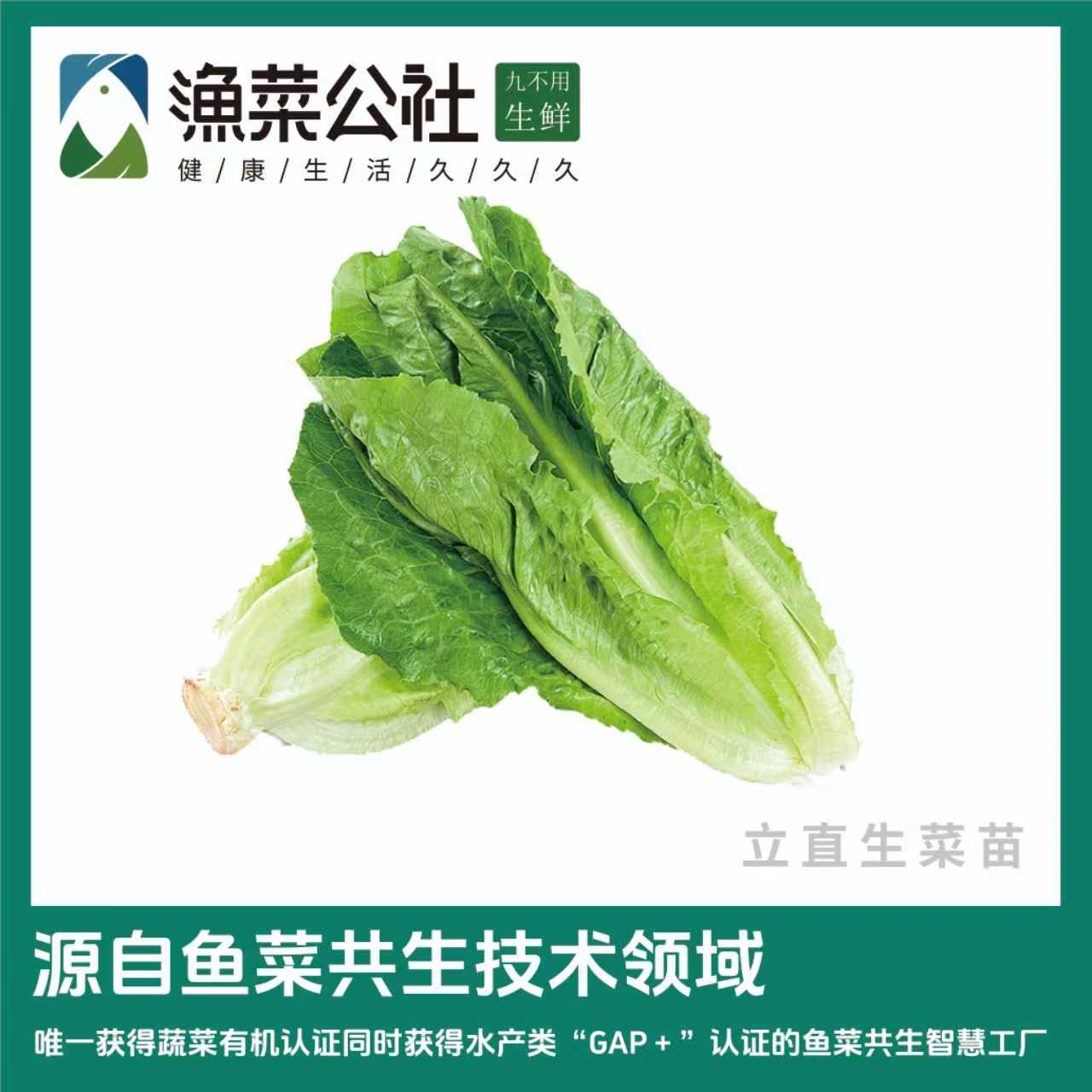 【渔菜公社基地自产】鱼菜共生有机现摘直立生菜苗3斤京津冀鲁次日达生菜