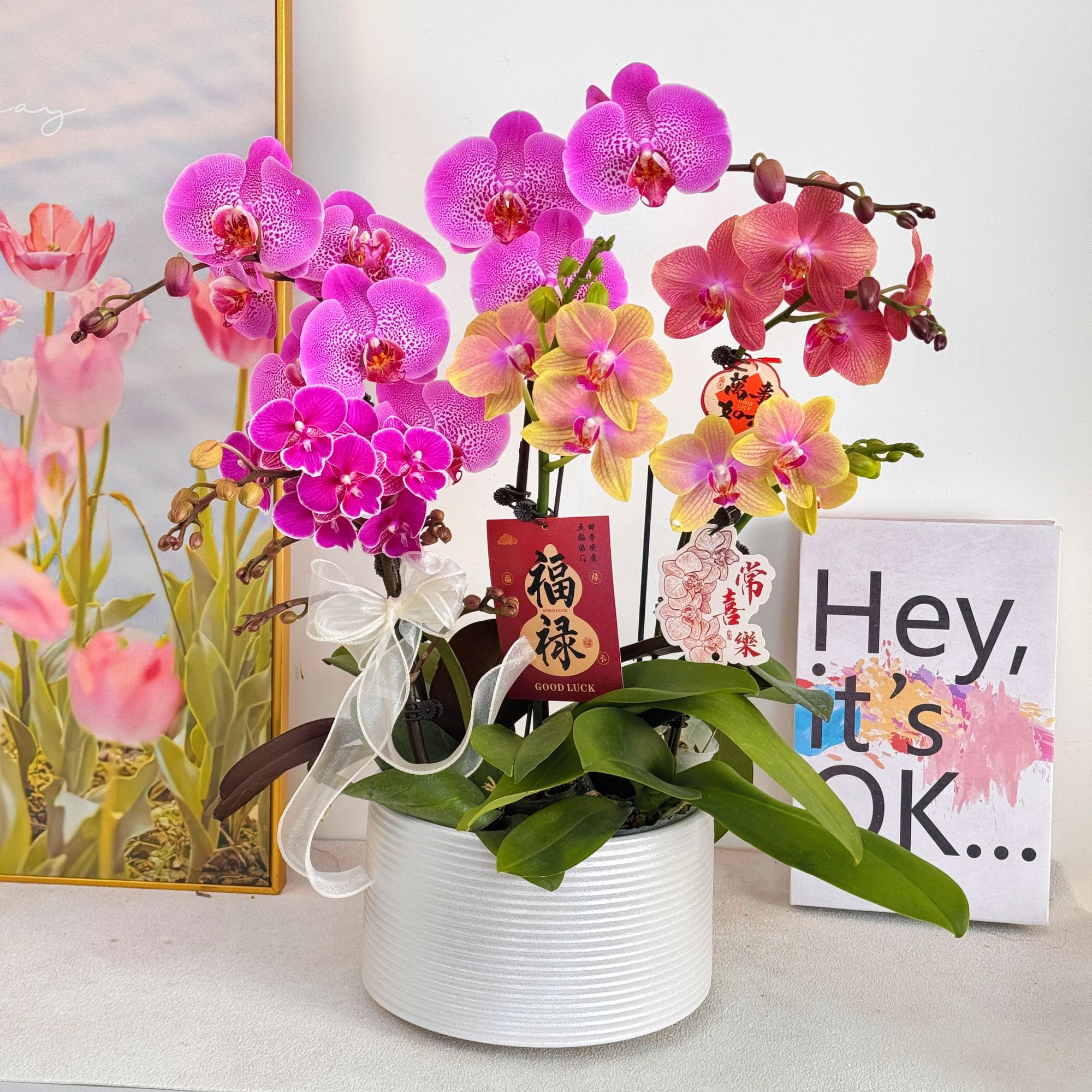 【国色天香】组盆室内蝴蝶兰花盆栽开花株 四季好养护绿植叶片