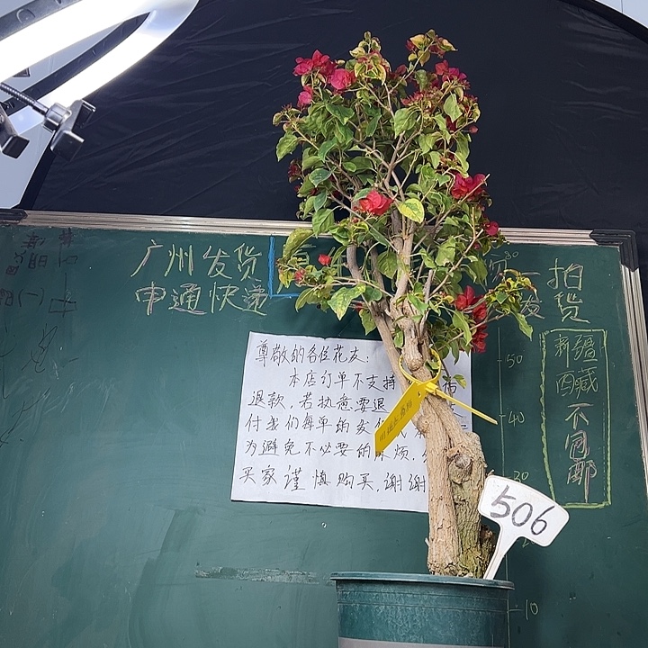 当前无花栽培后可以开花100CM高 香港丽人 原生树头 506