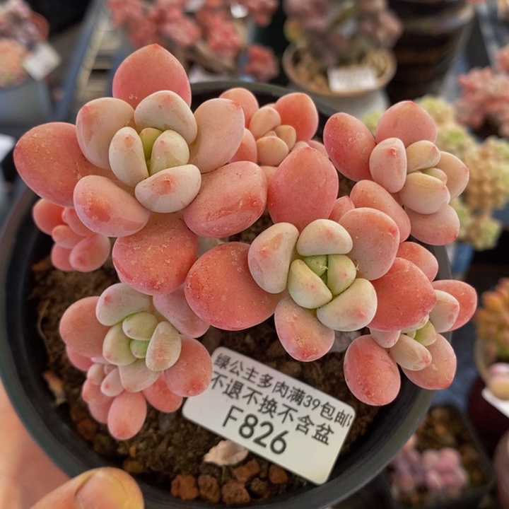 樱花洛神9cm826多肉植物 