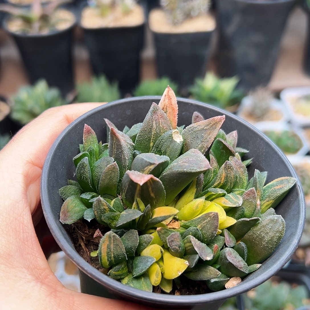 毛蟹寿锦母本一颗