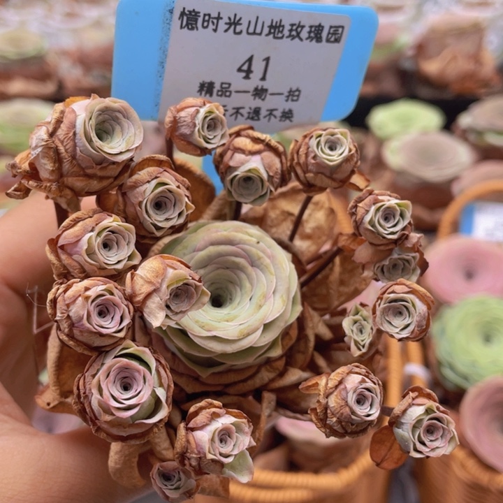 山地玫瑰断枝不包损不售后