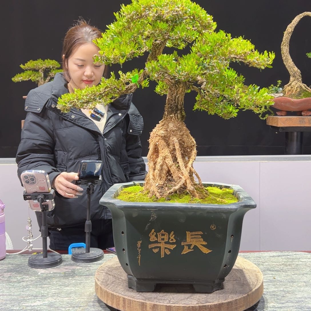 四季常青老桩黄杨盆景