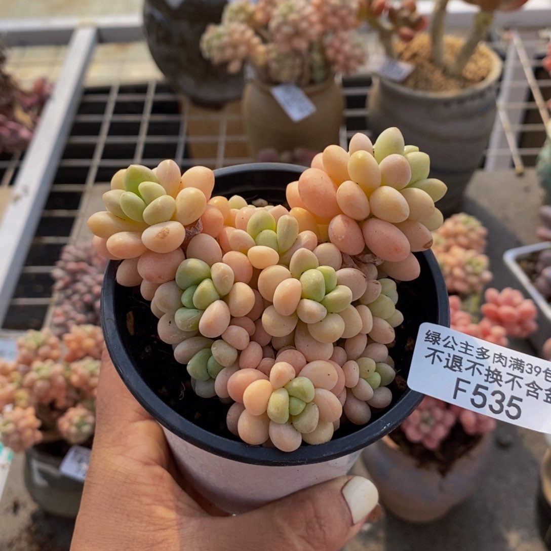 洛可可535/8cm多肉