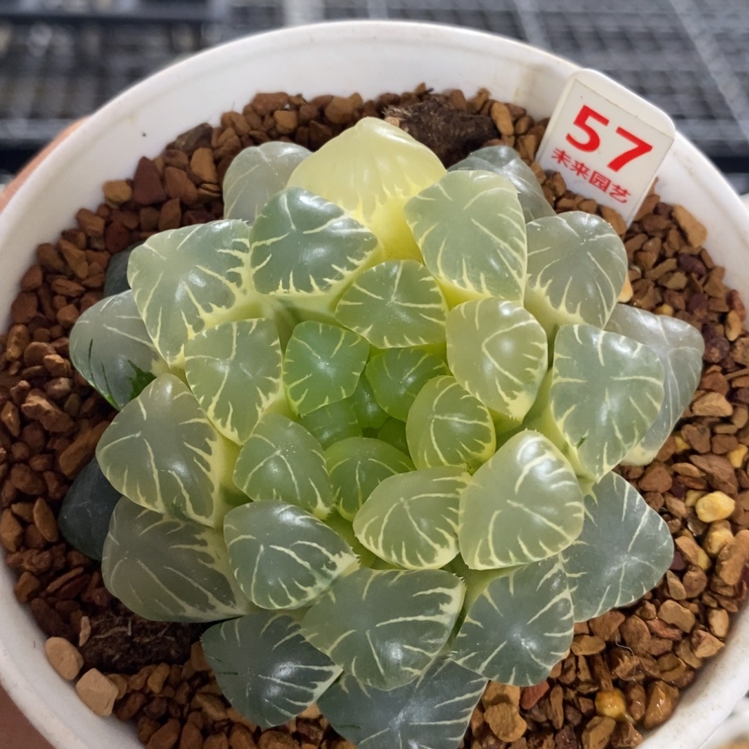 不开花植物57玉露