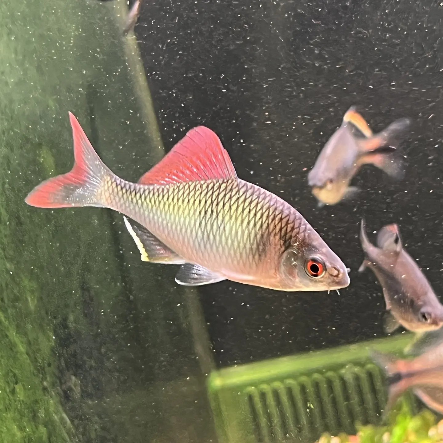 赤瞳鱊 鳑鲏鱼 原生鱼冷水观赏鱼 皮实好养