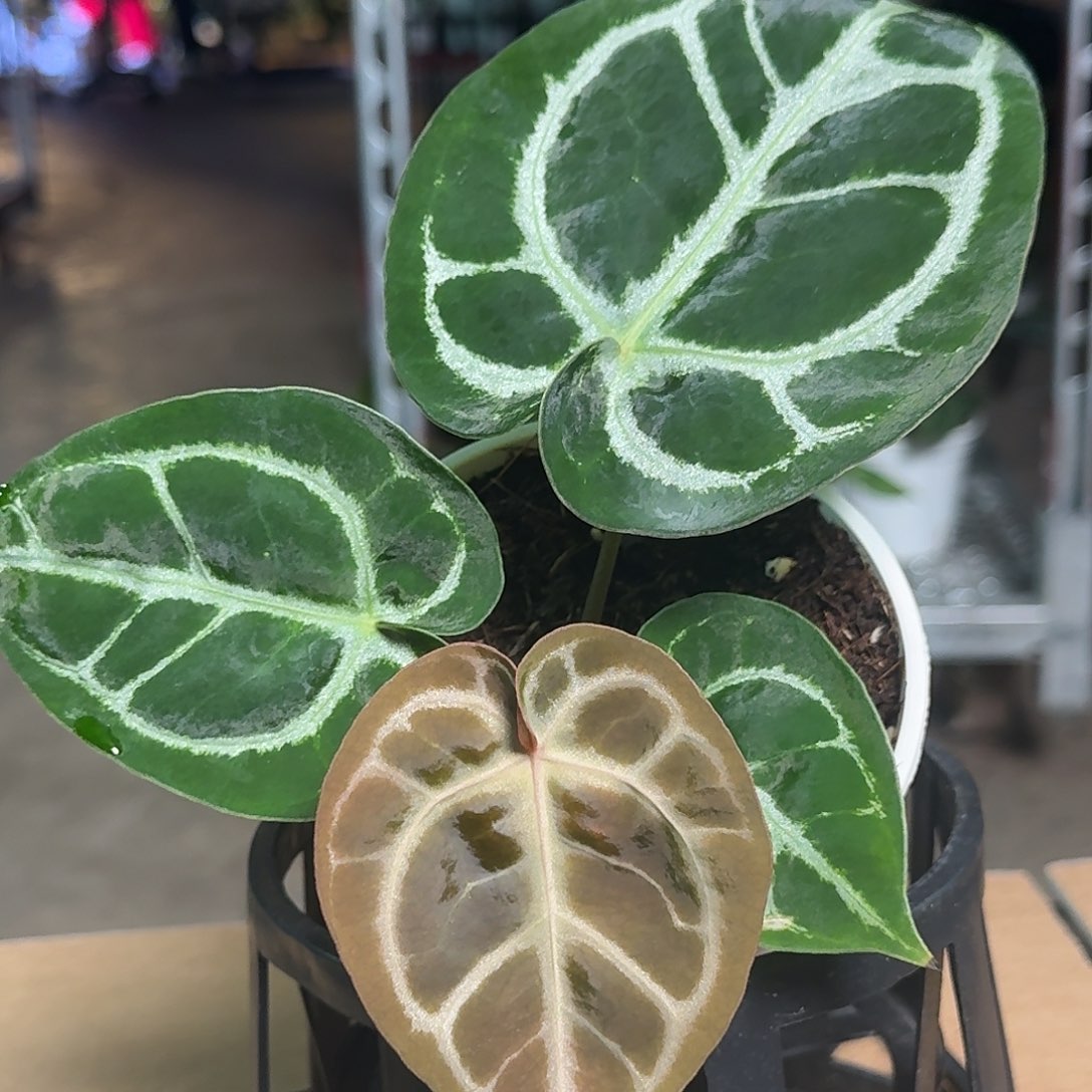 无花朵W164铜锣烧杂