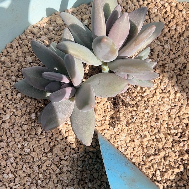 【闪购商品】企鹅大群