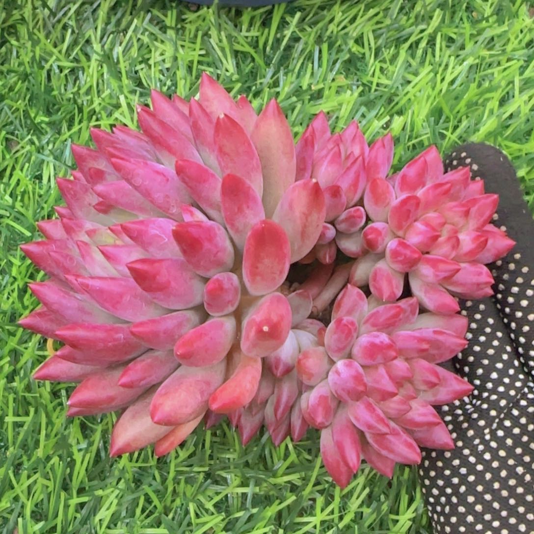 多肉植物多肉植物